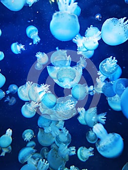 blue jellyfishes texture