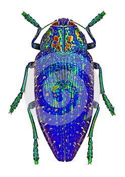 Blue jewel beetle from Madagascar (Polybothris sumptuosa gema)