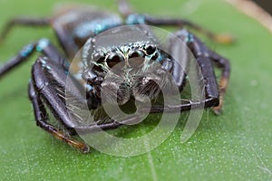 A blue jumping spider