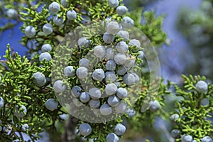 Blue Juniper Berries