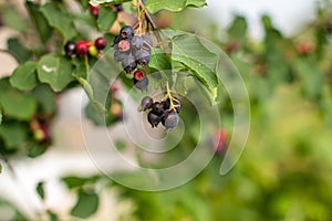 Blue Jurga berry on a tree branch. Berry harvest