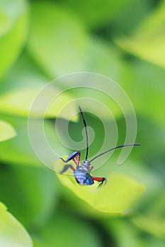 A blue juvenile leaf footed leaf bug