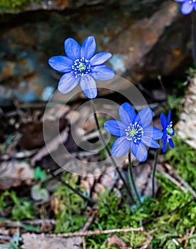 Blue Kidneywort anemone flower in the lush spring forest. photo