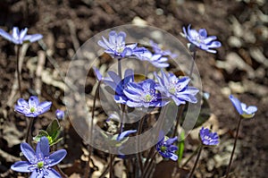 Blue Kidneywort Flowers Closeup photo