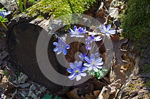 Blue Kidneywort Flowers photo