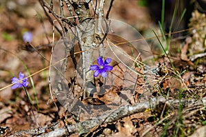 Blue kidneywort between old leaves photo