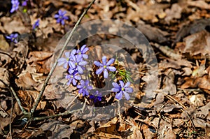 Blue kidneywort between old leaves photo