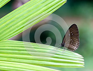 Blue king crow butterfly