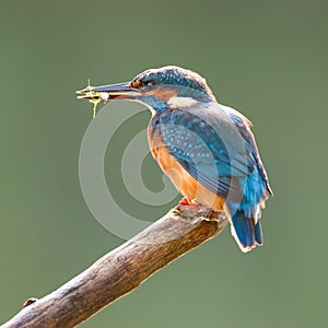 Blue Kingfisher with Food in Beak