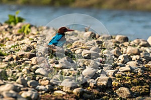 Blue kingfisher on a river in Chitwan National Park, Nepal