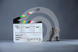 Blue Kitten as actor and a clapperboard, video production