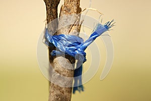 Blue knot photo