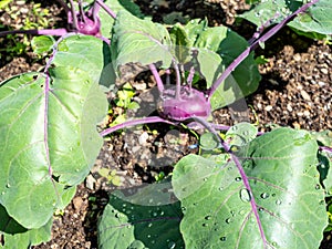 Blue kohlrabi plant growing in the garden photo