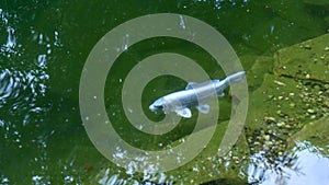 Blue koi fish or exotic carp swims in the pond on the backyard. Trees are reflected in the water.