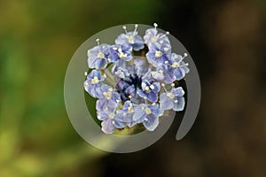 Blue-lace flower, Trachymene coerulea