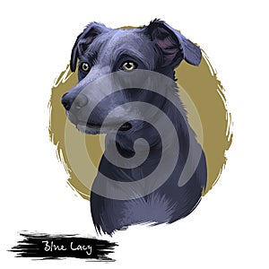 Blue Lacy, Lacy Cur dog, Lacy Hog Dog, state dog of Texas digital art illustration isolated on white background. American origin