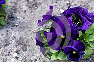 Blue Lady`s Delight, Multicolored Pansy Carneval Early Purple with Blotch  close up in shadow . 2022. Macro. Purple black with a