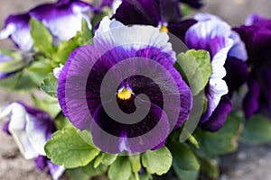 Blue Lady`s Delight, Pansy Carneval Early Purple with Blotch  close up in the sun. 2022. Macro