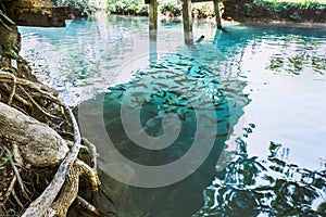 Blue Lagoon in Vang Vieng.