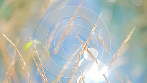 Blue Lake and Reed Grass Bokeh Bubbles on a Summer Day in Plitvice Lakes National Park Croatia