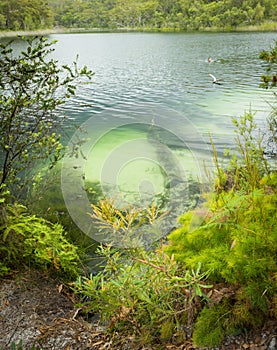 Blue Lake Stradbroke Island