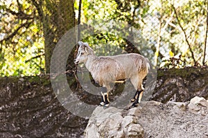 Blue Lamb stand on the rock that live in Padmaja Naidu Himalayan Zoological Park at Darjeeling, India