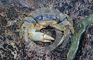 Blue Land Crab Cardisoma Guanhumi