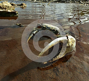 Blue Land Crab (Cardisoma Guanhumi)