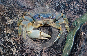 Blue Land Crab Cardisoma Guanhumi photo