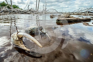 Blue Land Crab (Cardisoma Guanhumi) Mangrove Land Crab l
