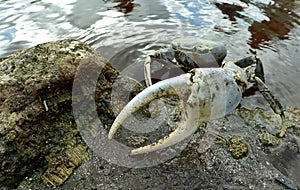Blue Land Crab (Cardisoma Guanhumi) photo