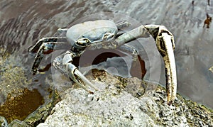 Blue Land Crab (Cardisoma Guanhumi) photo