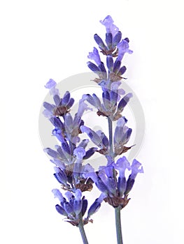 Blue lavender