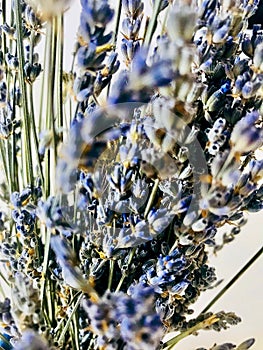 Blue Lavender Branches and Seeds