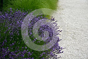 Blue lavender flowering path in the park with white marble gravel in the background of ornamental grass