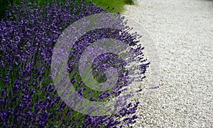 Blue lavender flowering path in the park with white marble gravel in the background of ornamental grass