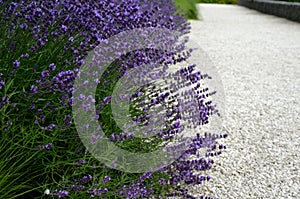 Blue lavender flowering path in the park with white marble gravel in the background of ornamental grass
