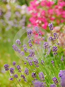 Blue lavender flowers with pink penstemons in background