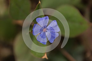 Blue leadwood Ceratostigma