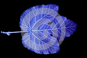 Blue Leaf