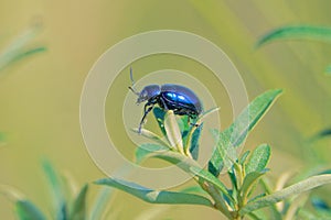 Blue leaf beetle