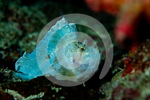 Blue leaf fish on coral reef