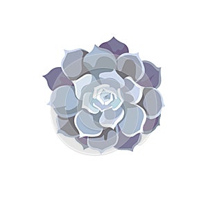 Blue leaved Echeveria Lilacina or Lola on white isolated background, isolated oil painted Succulent Echeveria in Flat design style