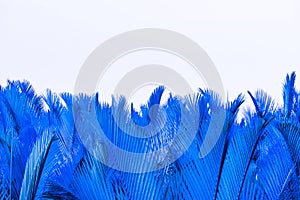 Blue leaves of palm isolated on white background. Nypa fruticans Wurmb Nypa, Atap palm, Nipa palm, Mangrove palm. Green leaf