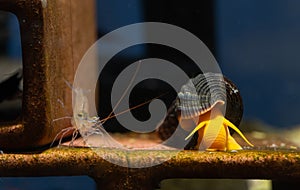 Blue leg sulawesi dwarf shrimp and orange yellow sulawesi snail or shellfish look for food on shrimp decoration in fresh water