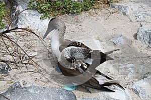 Blue-legged booby protects its nest, Galapagos