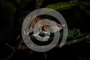 Blue-legged Chameleon - Calumma crypticum