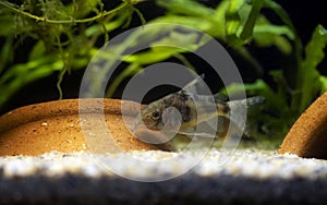 Blue leopard corydoras fish - Corydoras paleatus