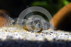 Blue leopard corydoras fish - Corydoras paleatus