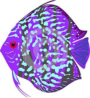 Blue leopard discus fish